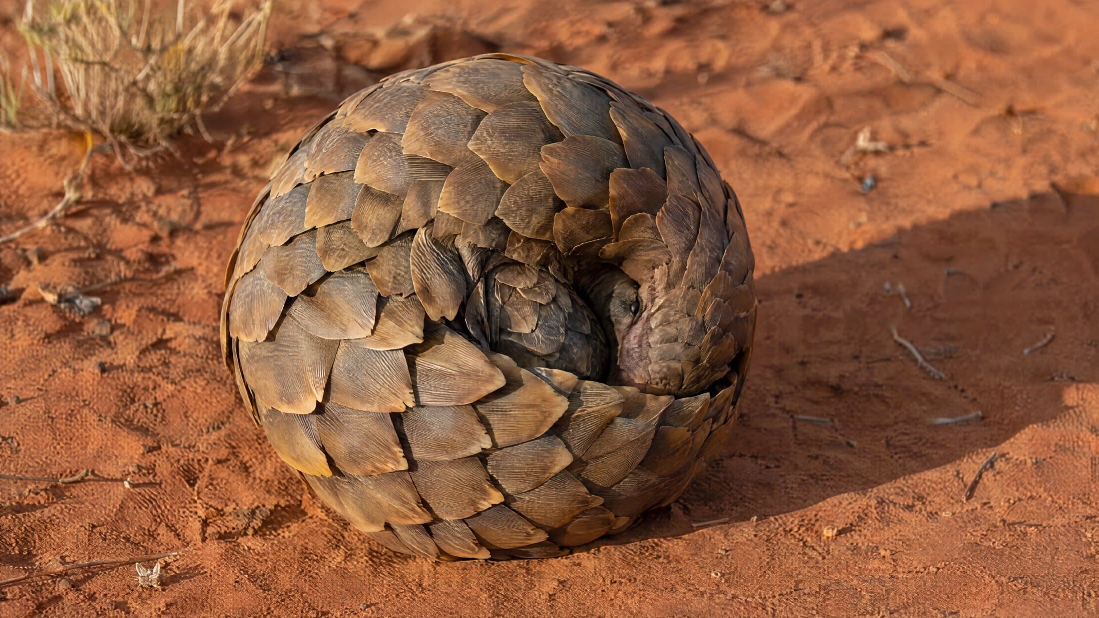 A ground pangolin curled into a ball on red Kalahari sand.